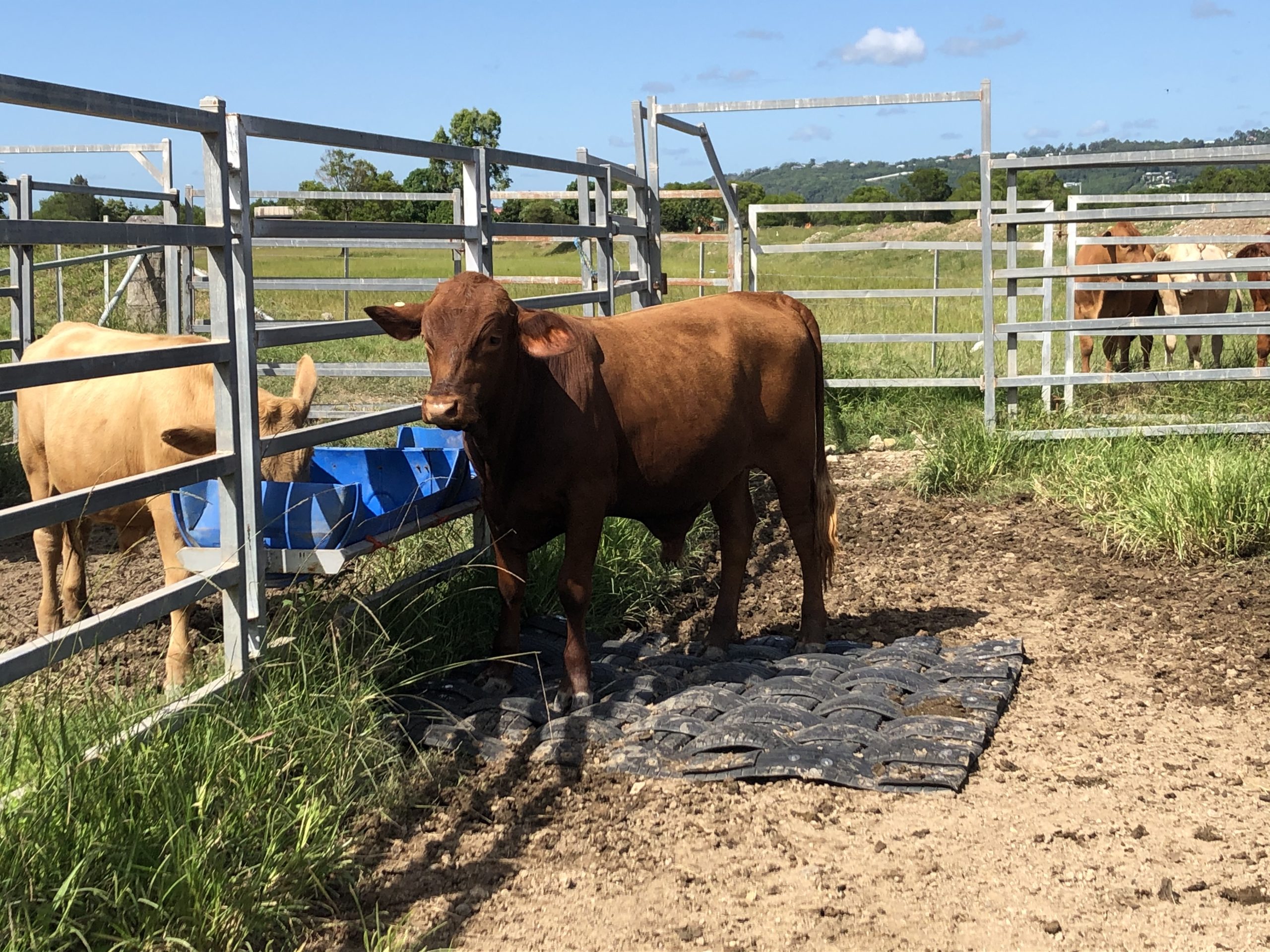 Taurus Cattle Mat Taurus Mats