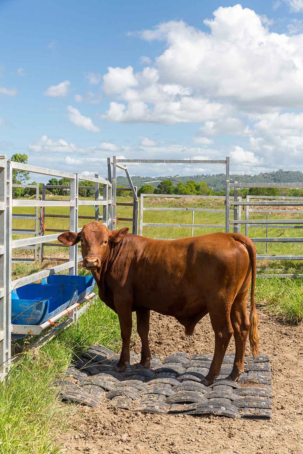 Taurus Mats Tyre Tough Cattle Mats